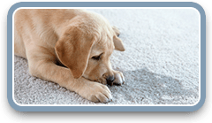 carpet pet stains